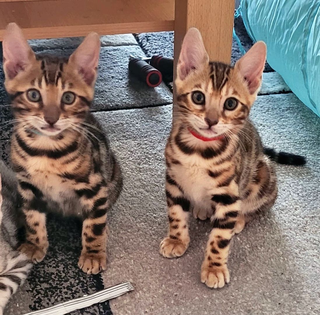 Bengal Cat Bengal Cat