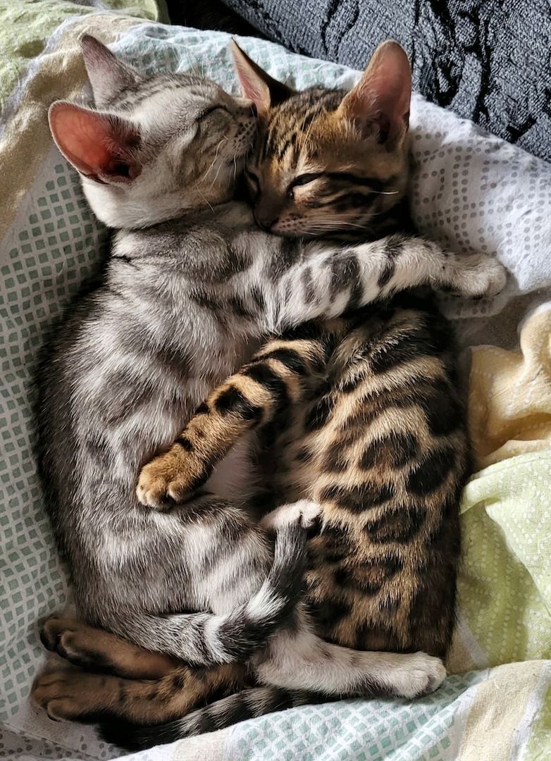 Bengal Cat Bengal Cat