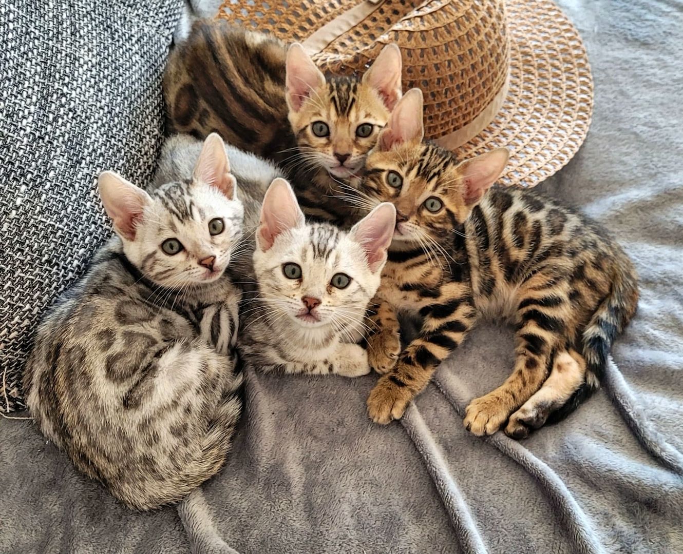 Bengal Cat Bengal Cat