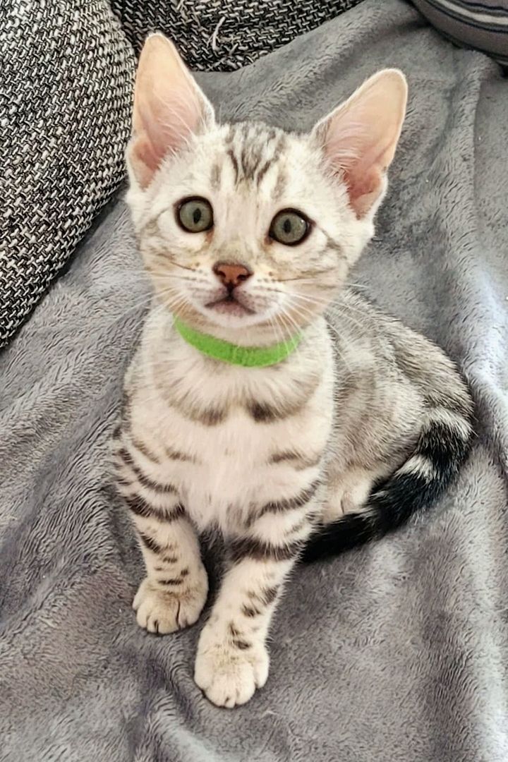 Bengal Cat Bengal Cat