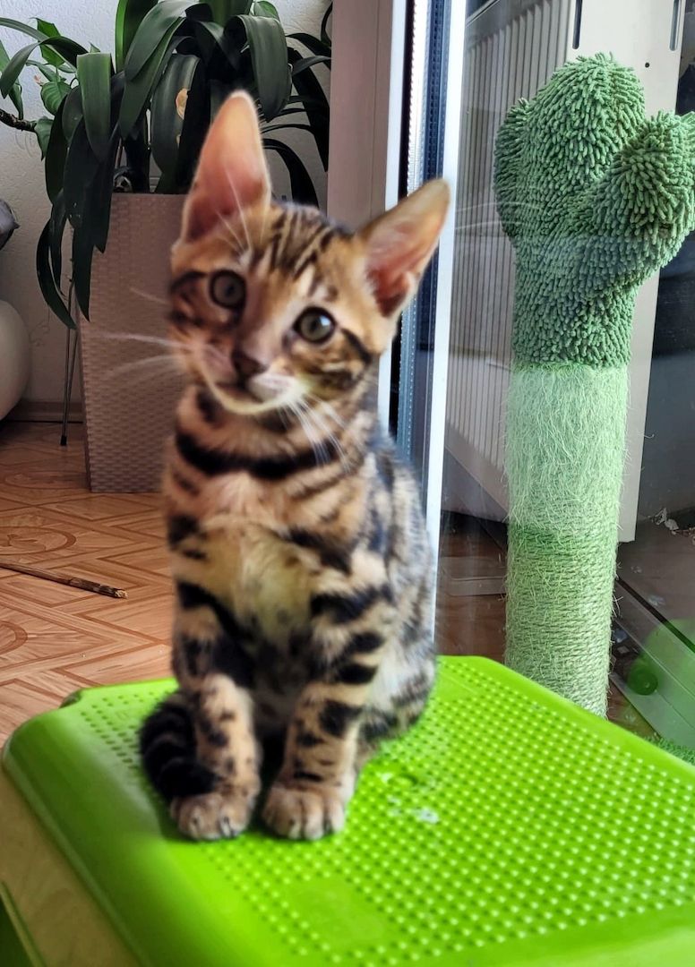 Bengal Cat Bengal Cat