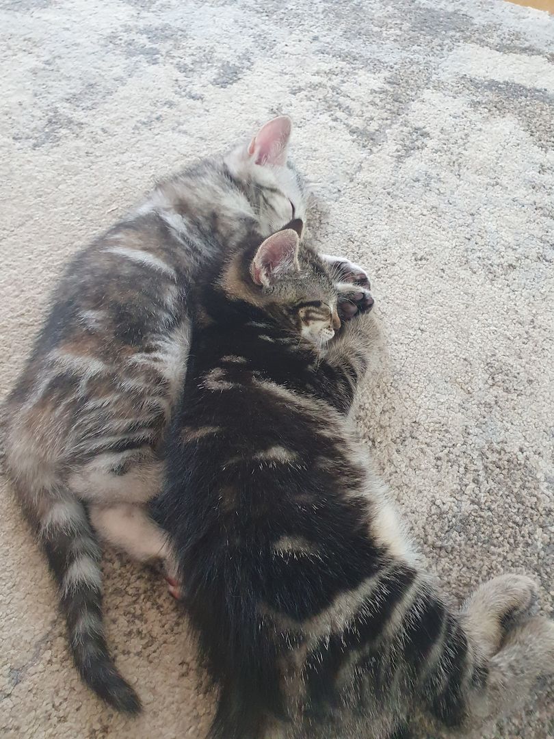 Kitten zu vermitteln