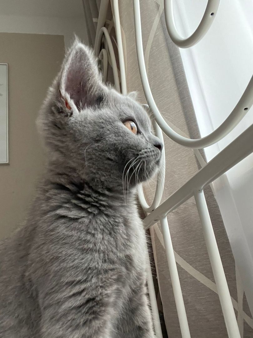 Verkaufe BKH Kätzchen