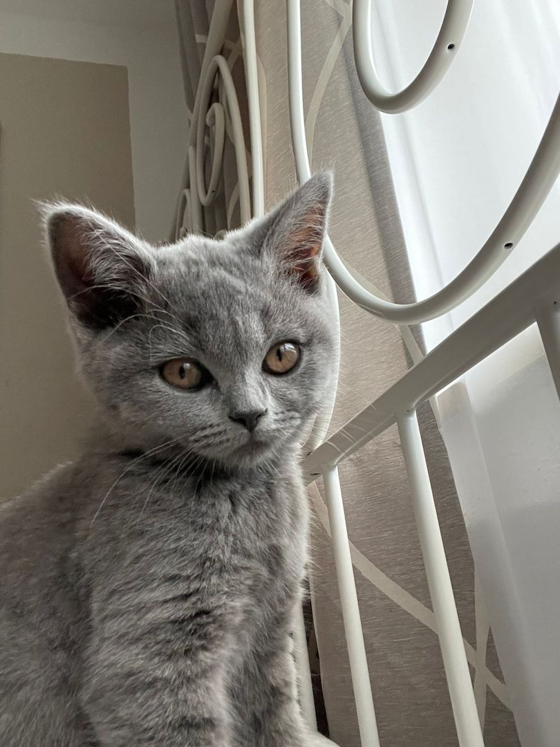 Verkaufe BKH Kätzchen