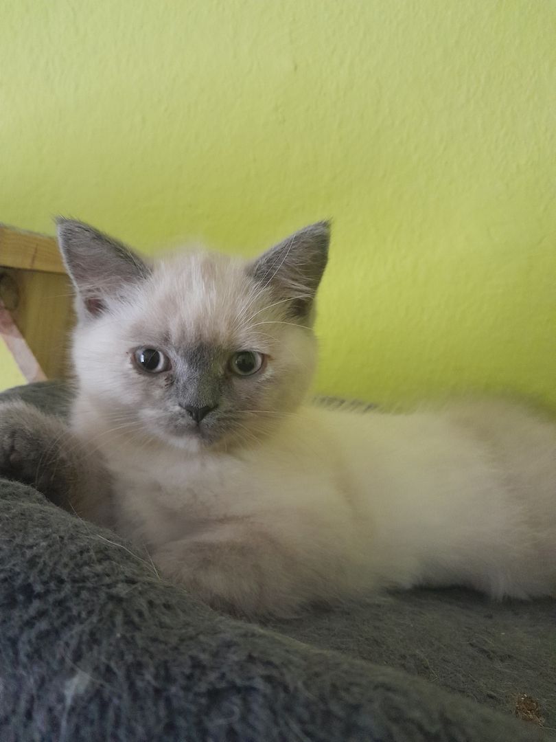 Bkk kitten reinrassig