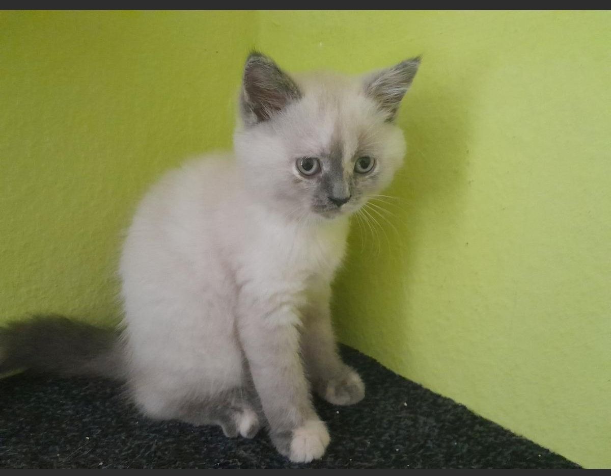 Bkk kitten reinrassig