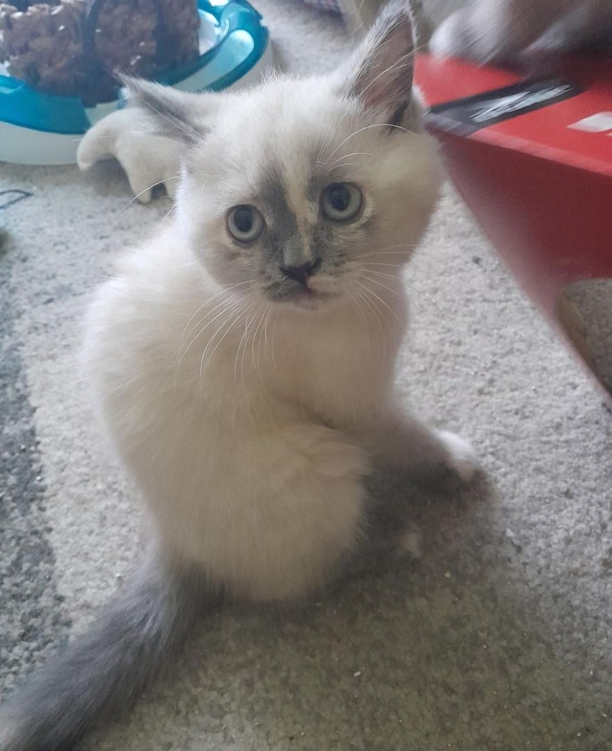 Bkk kitten reinrassig