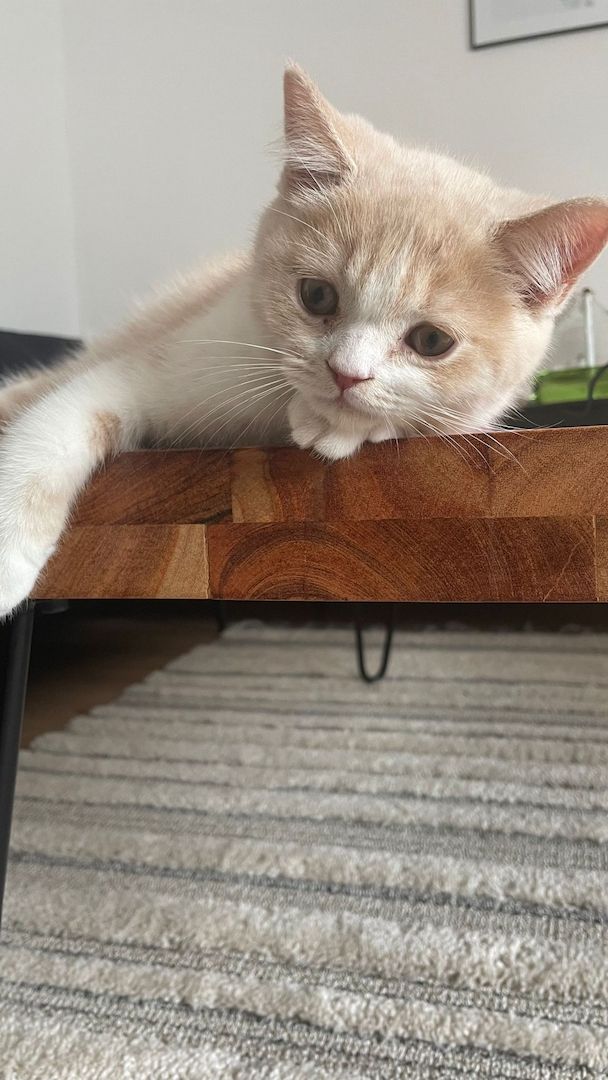 BKH Katze Persischer MIX