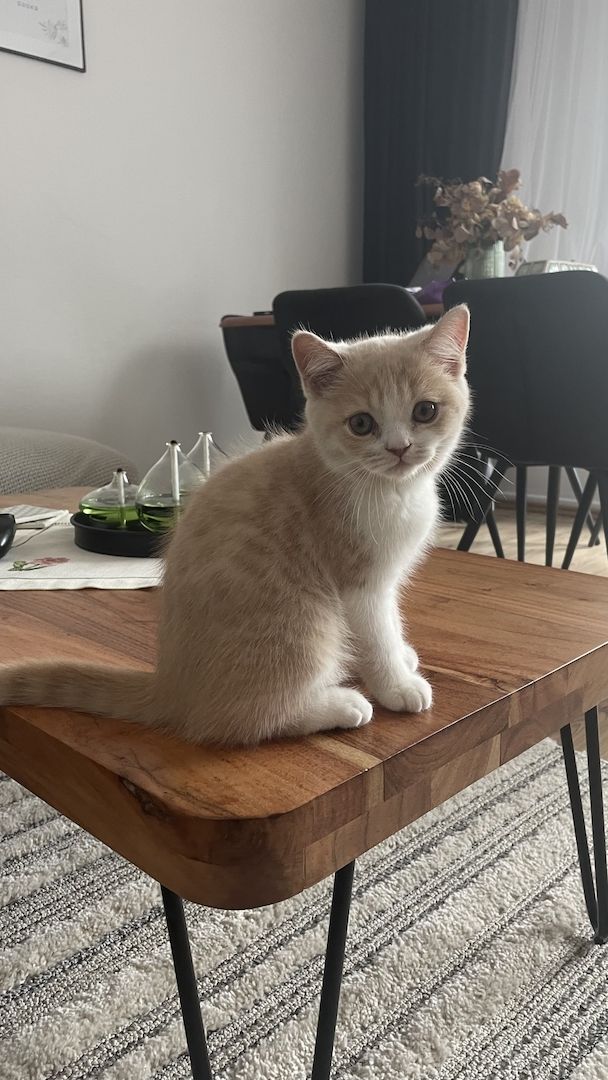 BKH Katze Persischer MIX