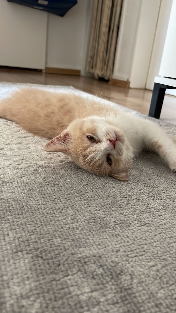 BKH Katze Persischer MIX