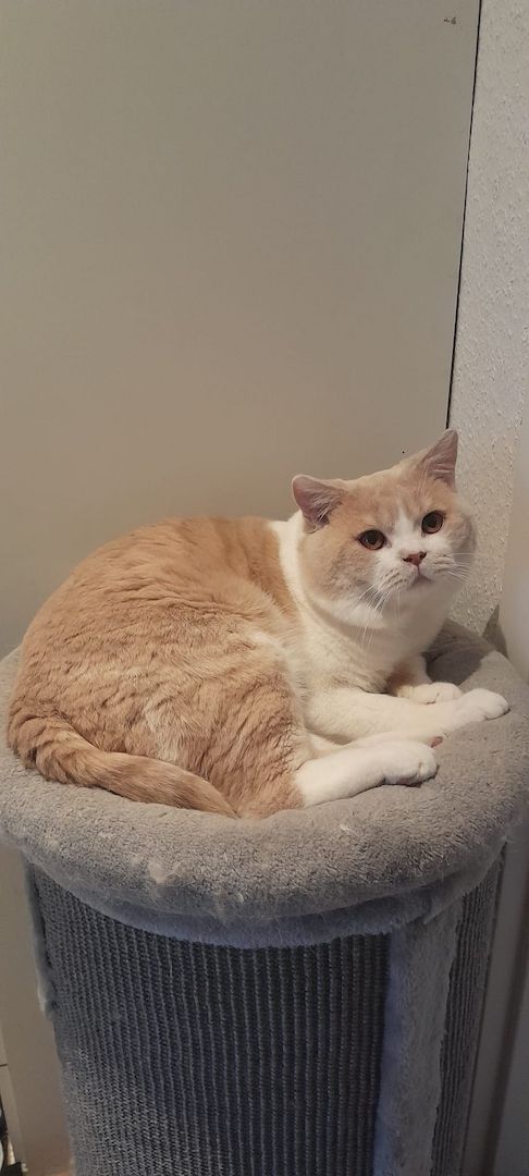 BKH Kuschelkater mit Stammbaum