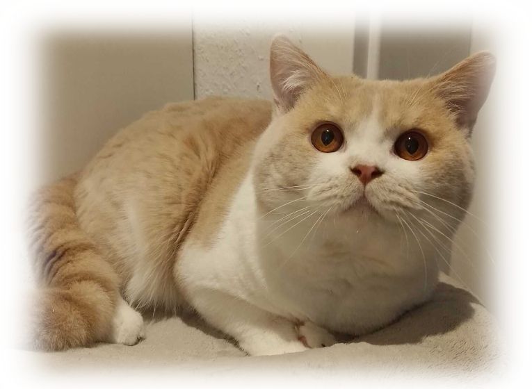 BKH Kuschelkater mit Stammbaum