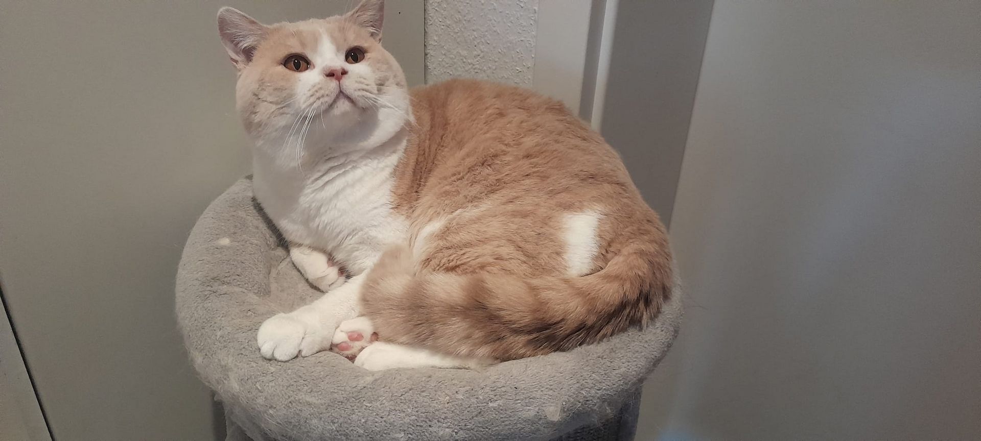 BKH Kuschelkater mit Stammbaum