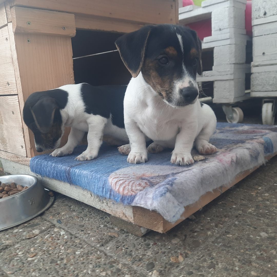 Jack Russel Welpen Jack Russel Welpen