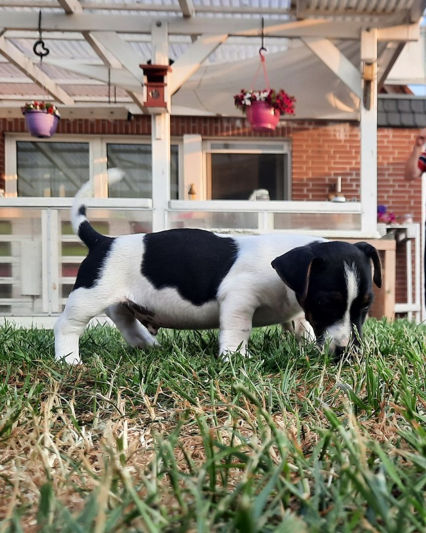 Jack Russel Welpen Jack Russel Welpen