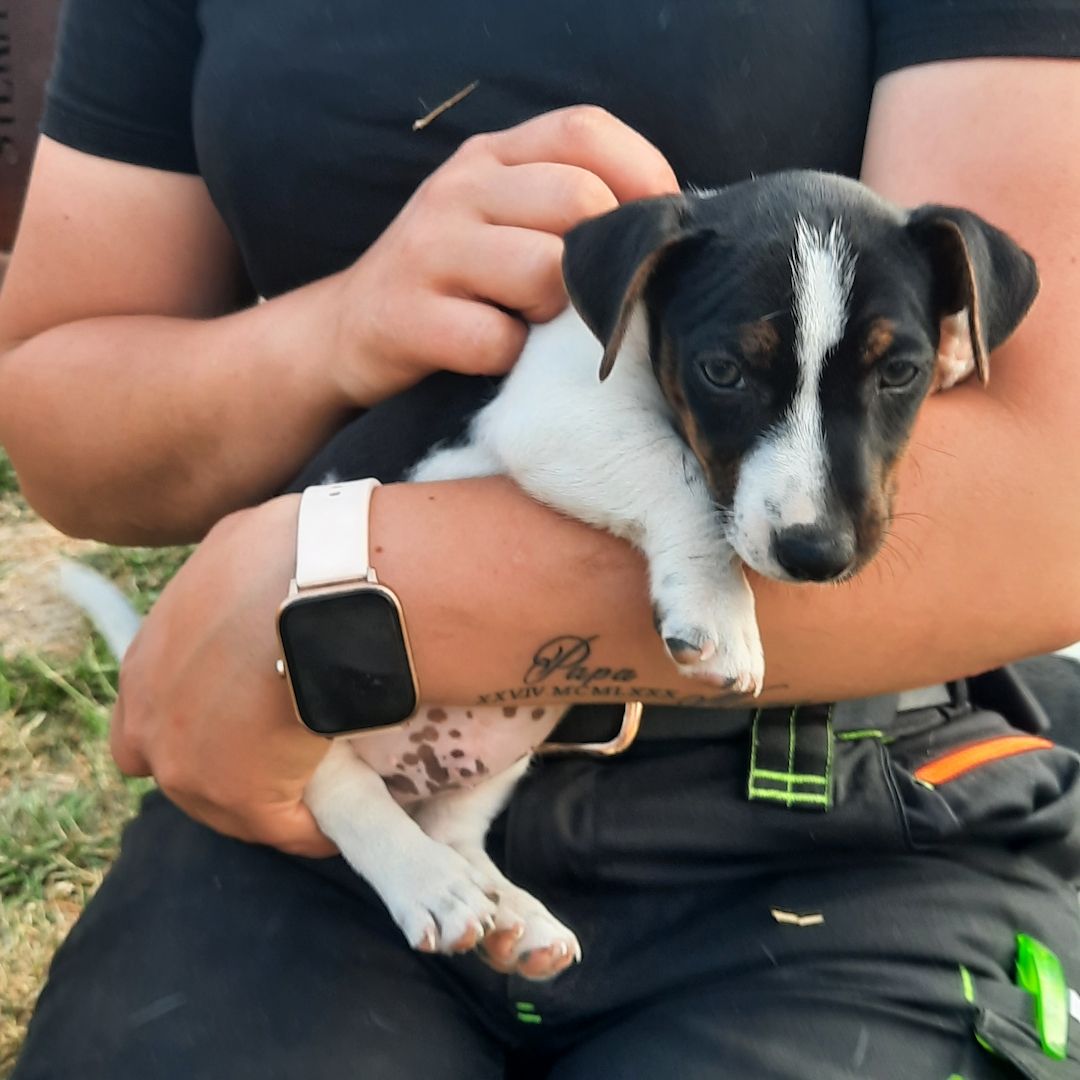 Jack Russel Welpen Jack Russel Welpen