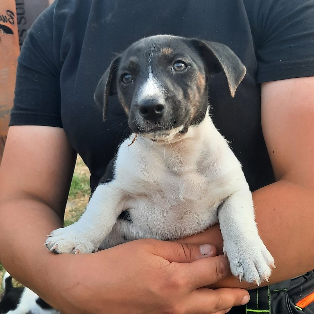 Jack Russel Welpen Jack Russel Welpen