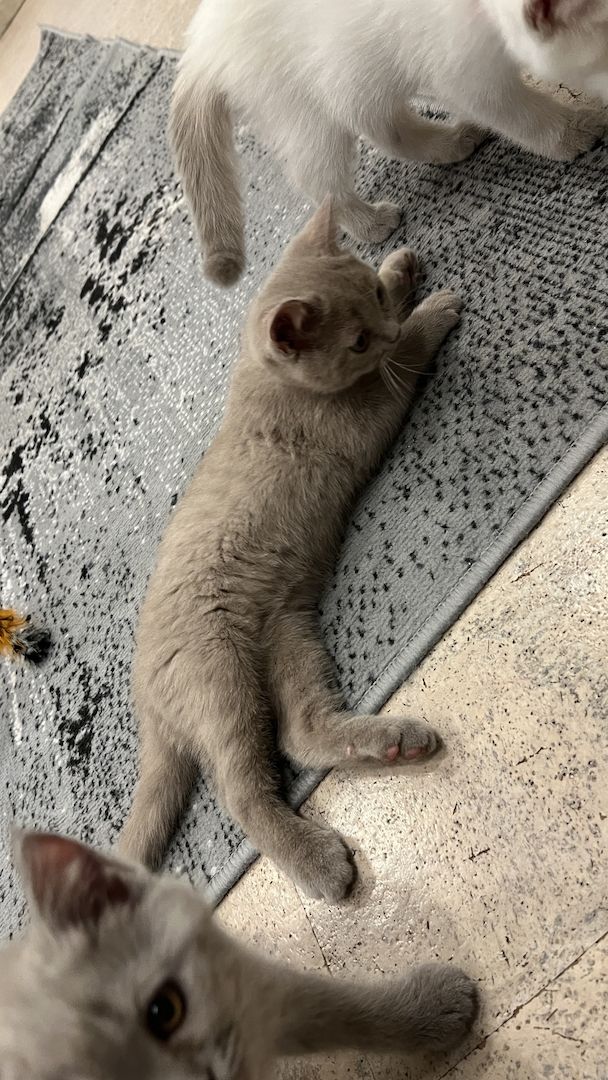 BKH Kitten geb 16.04.23