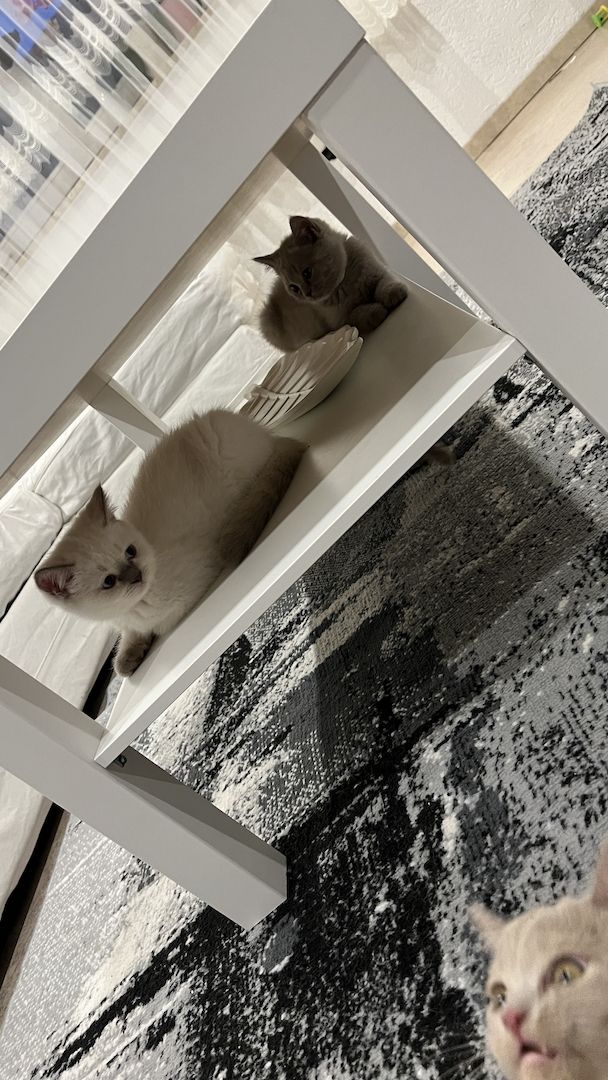 BKH Kitten geb 16.04.23