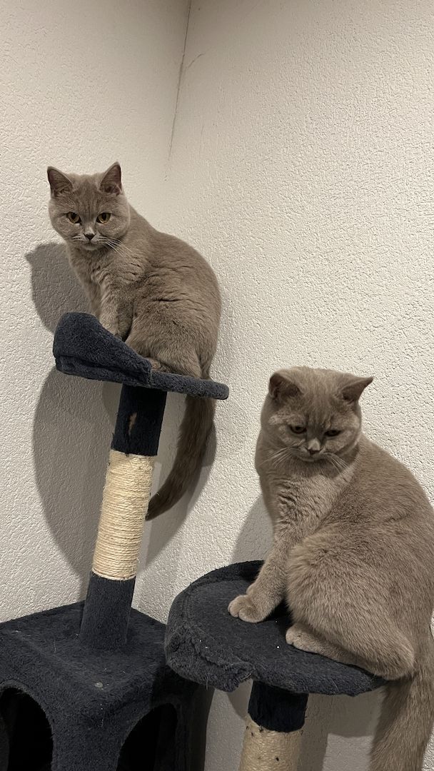 BKH Kitten geb 16.04.23