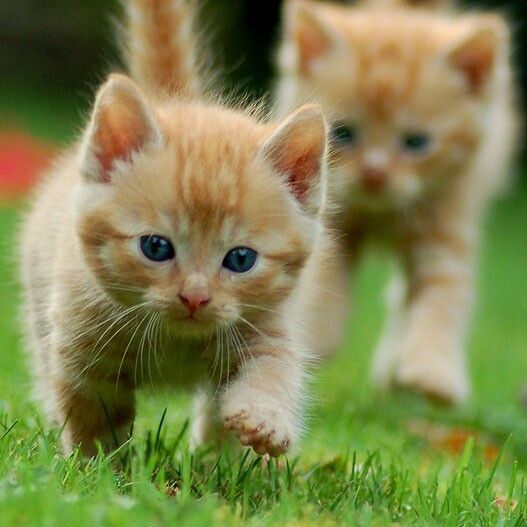 Ich verkaufe viele Katzen vom Züchter!