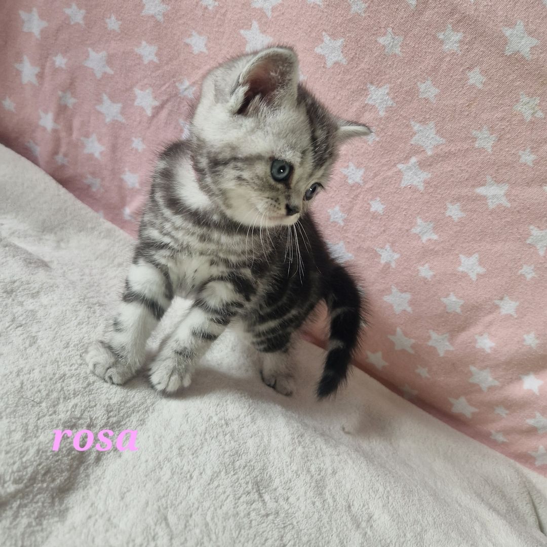 Bkh Tabby Classic Kitten mit Stammbaum