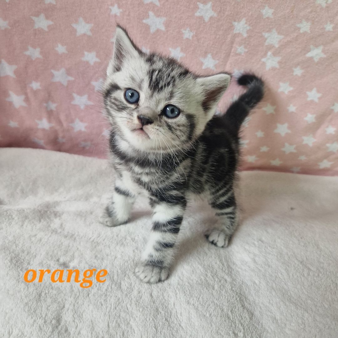 Bkh Tabby Classic Kitten mit Stammbaum