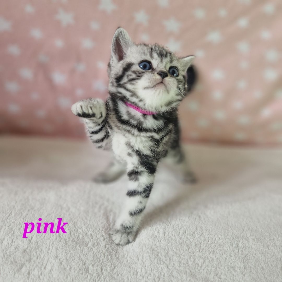 Bkh Tabby Classic Kitten mit Stammbaum