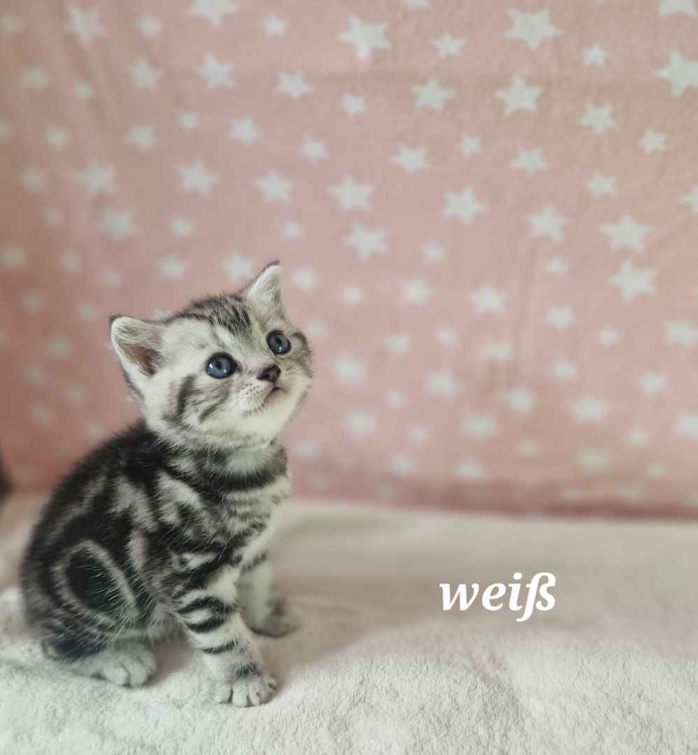 Bkh Tabby Classic Kitten mit Stammbaum