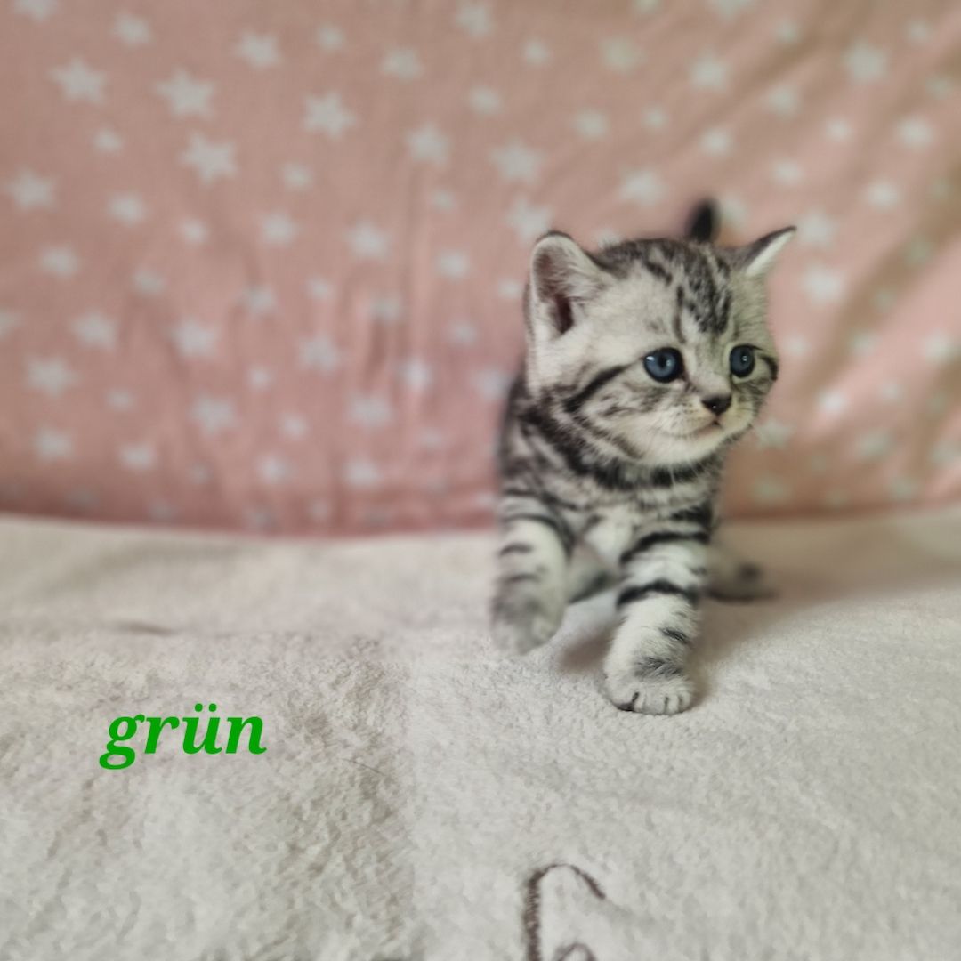Bkh Tabby Classic Kitten mit Stammbaum