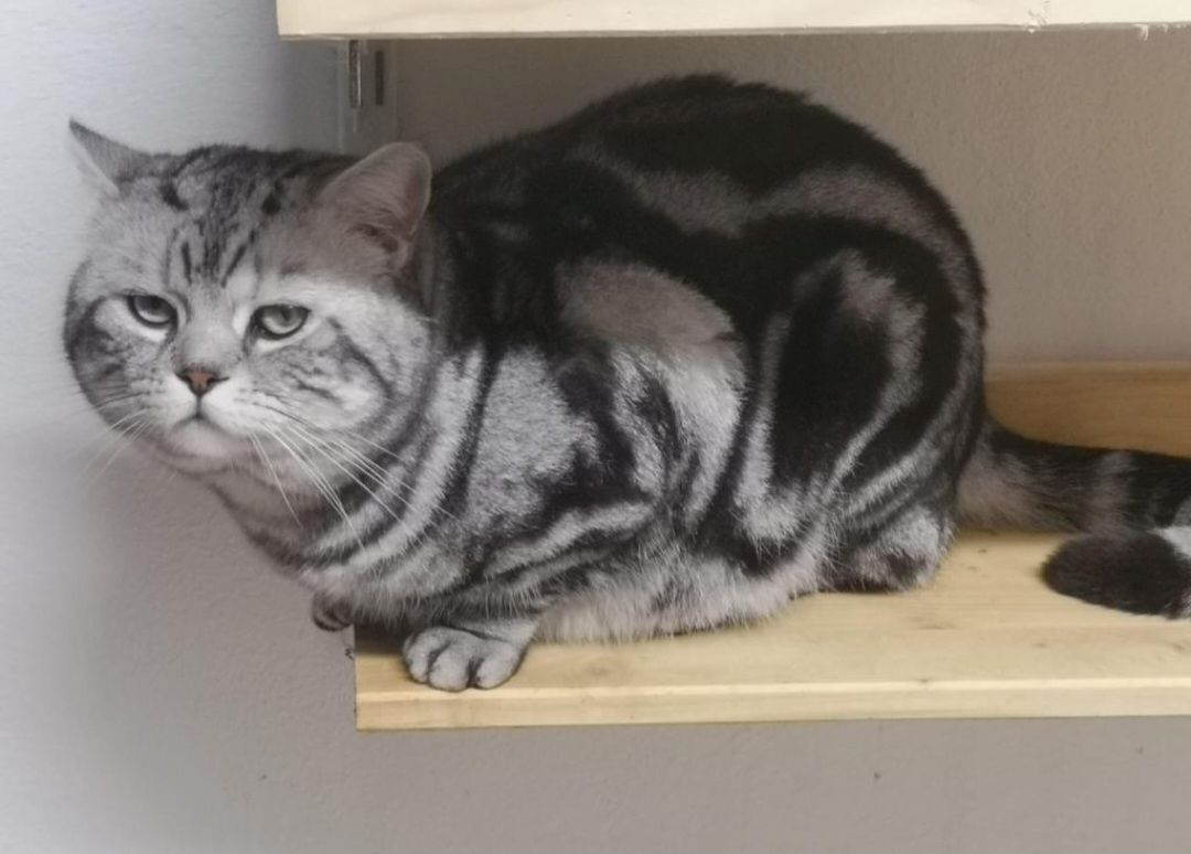 Bkh Tabby Classic Kitten mit Stammbaum