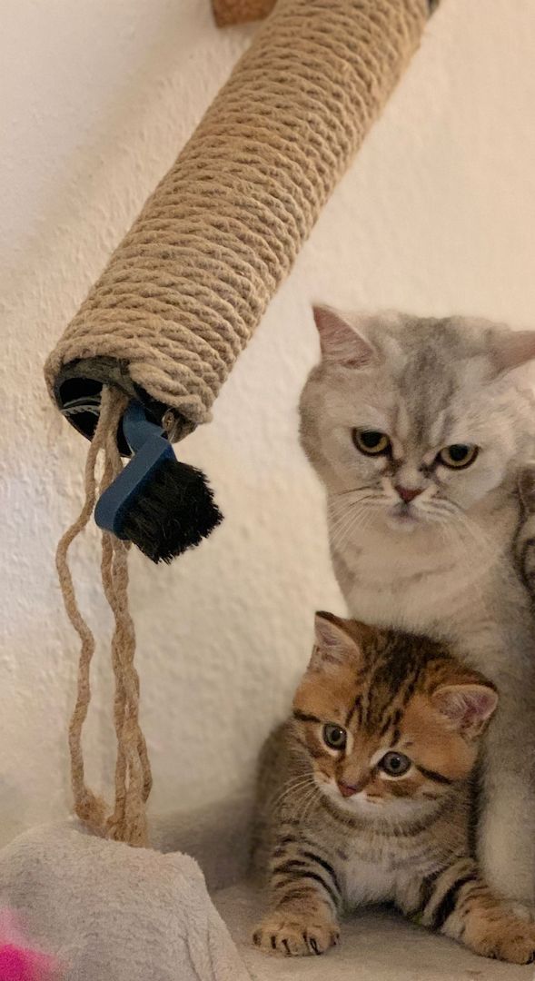 Katzen BKH Kitten Kater