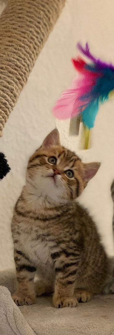 Katzen BKH Kitten Kater