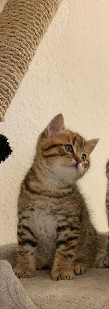 Katzen BKH Kitten Kater