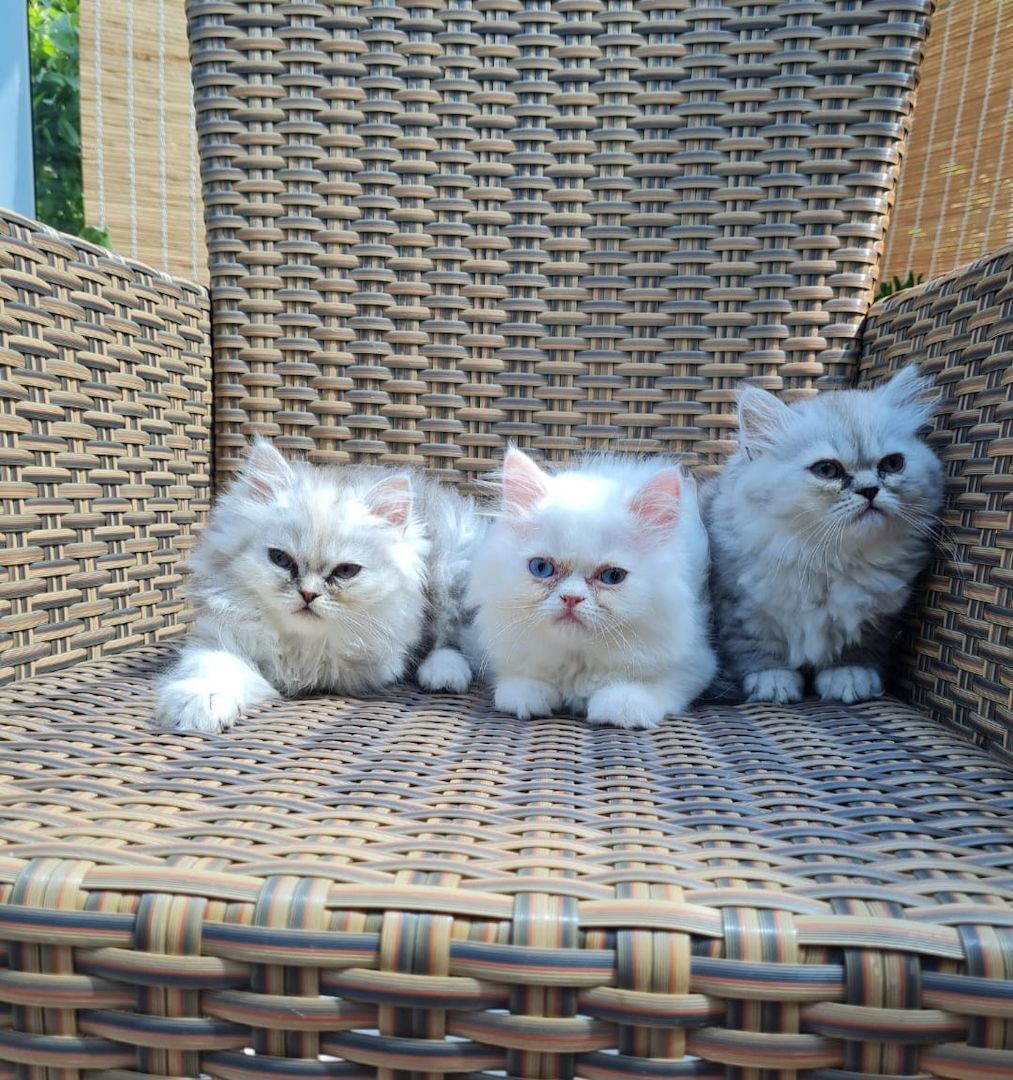 Perserkitten Katze Kitten Kater