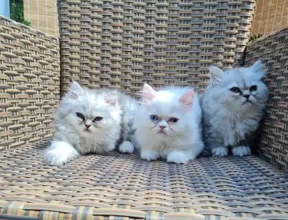 Perserkitten Katze Kitten Kater