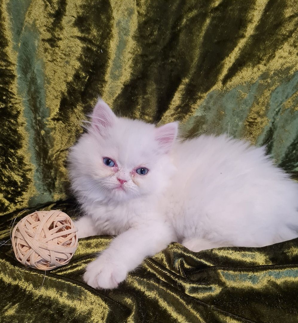 Perserkitten Katze Kitten Kater