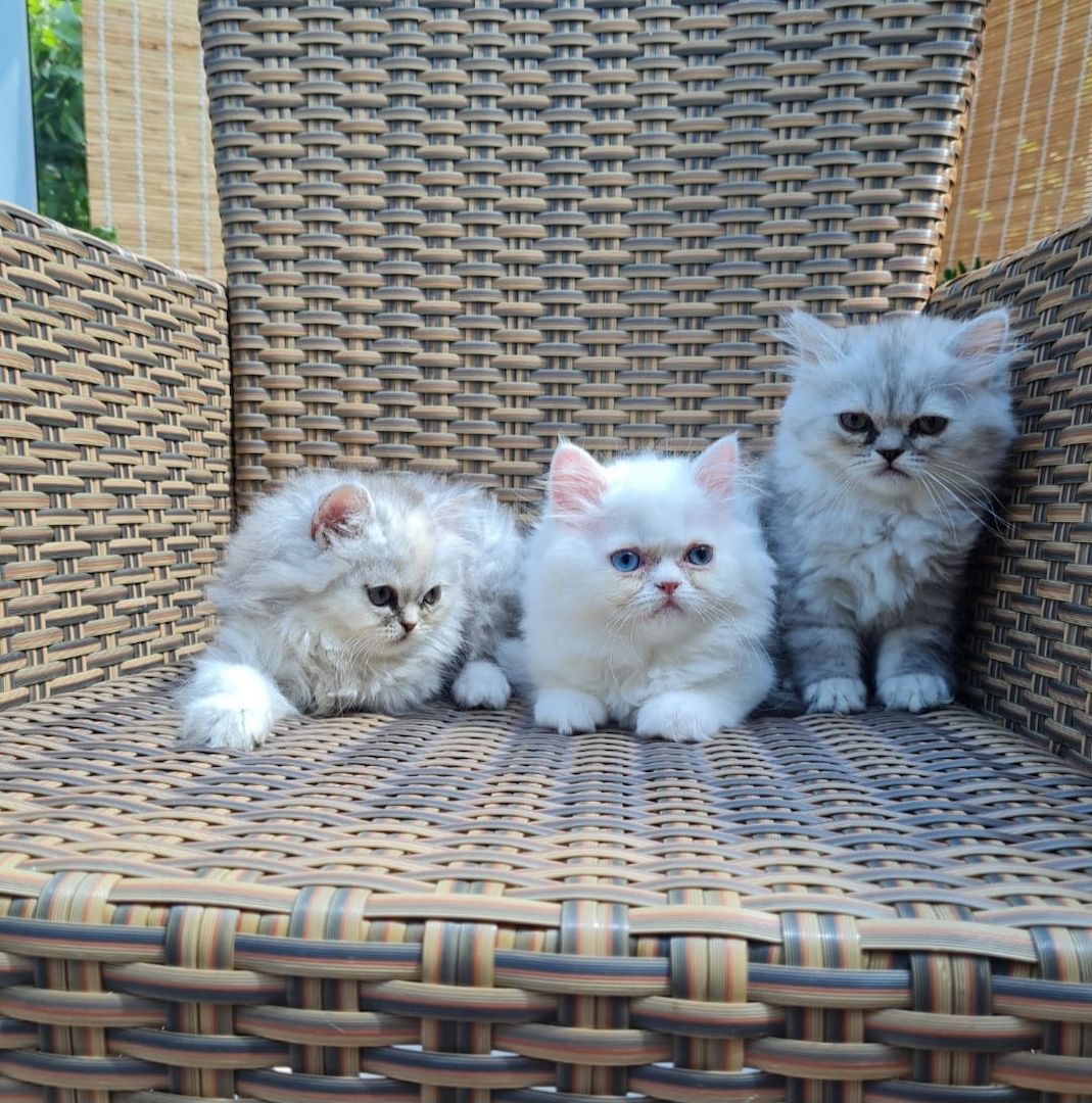 Perserkitten Katze Kitten Kater