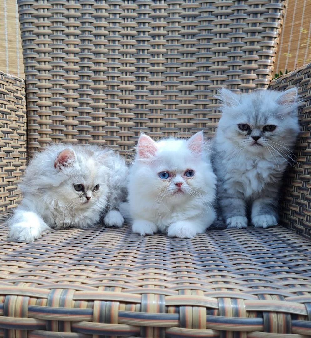 Perserkitten Katze Kitten Kater