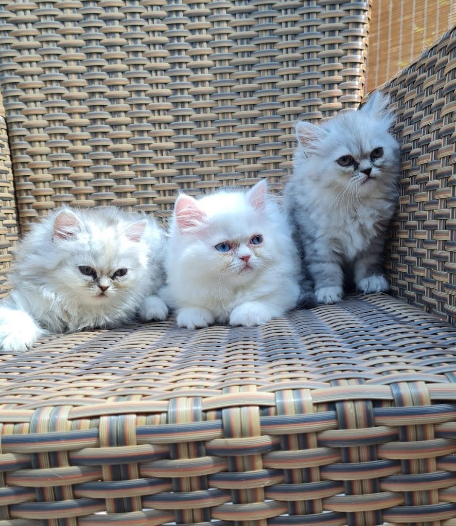 Perserkitten Katze Kitten Kater