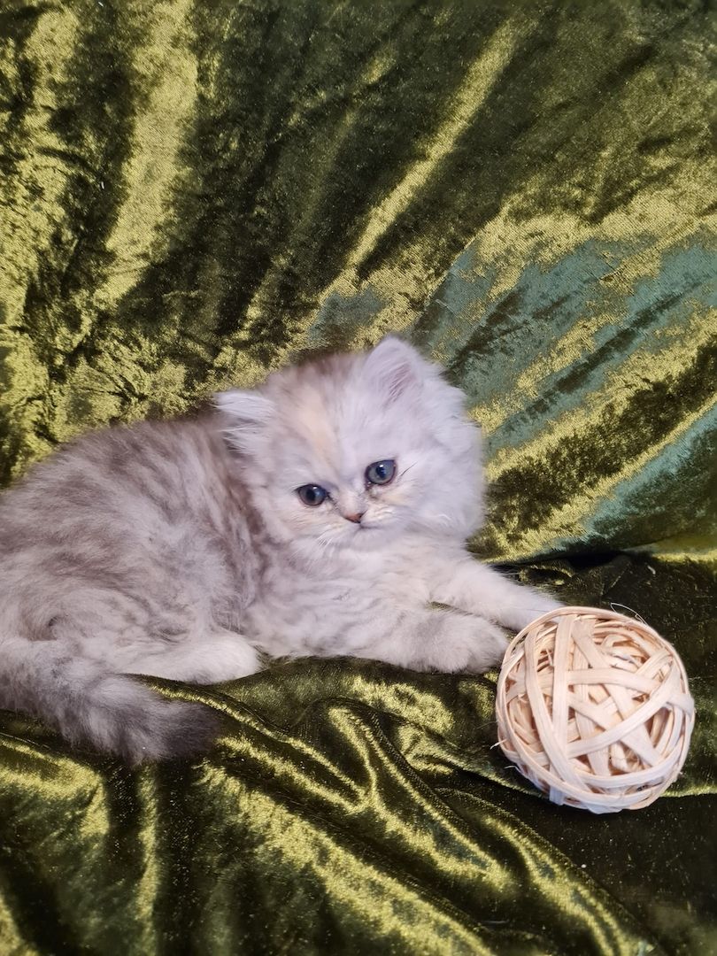 Perserkitten Katze Kitten Kater