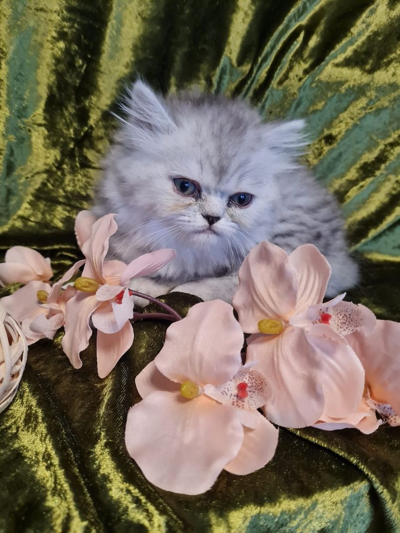 Perserkitten Katze Kitten Kater