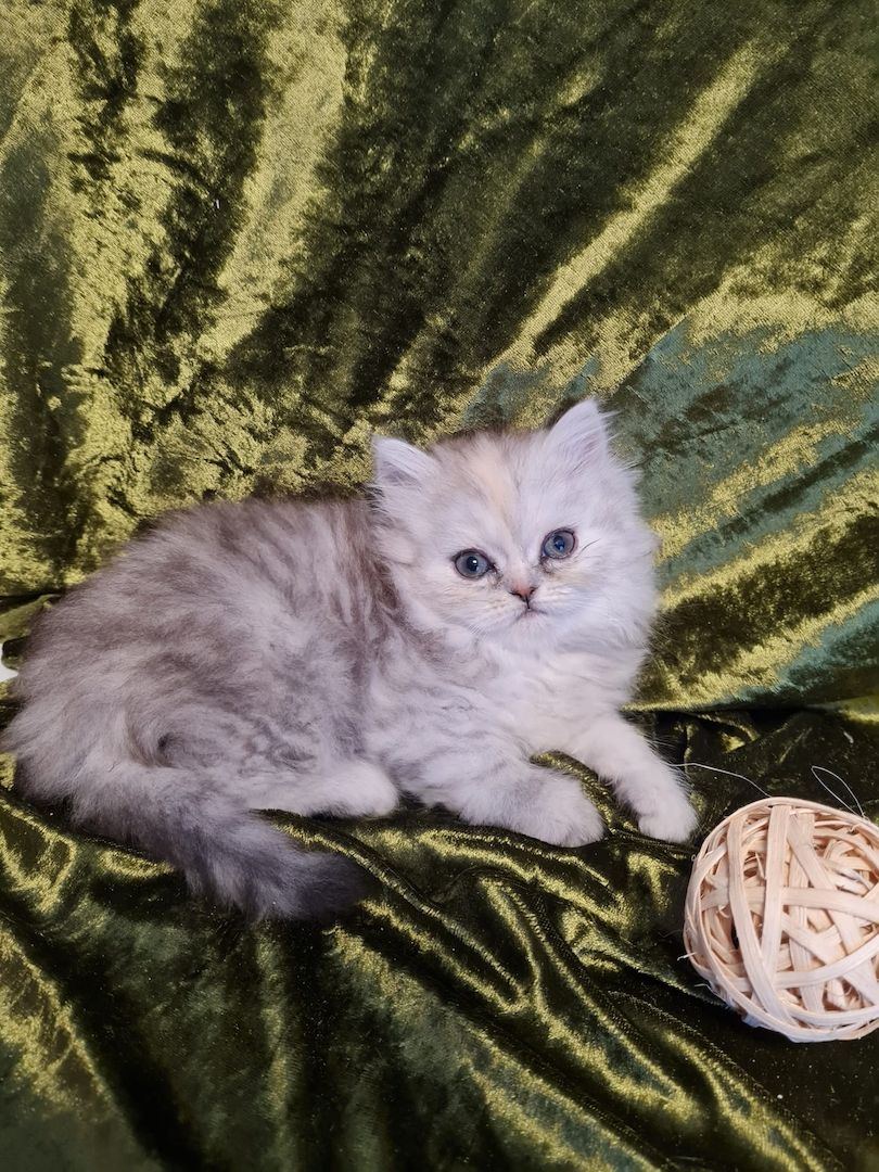 Perserkitten Katze Kitten Kater