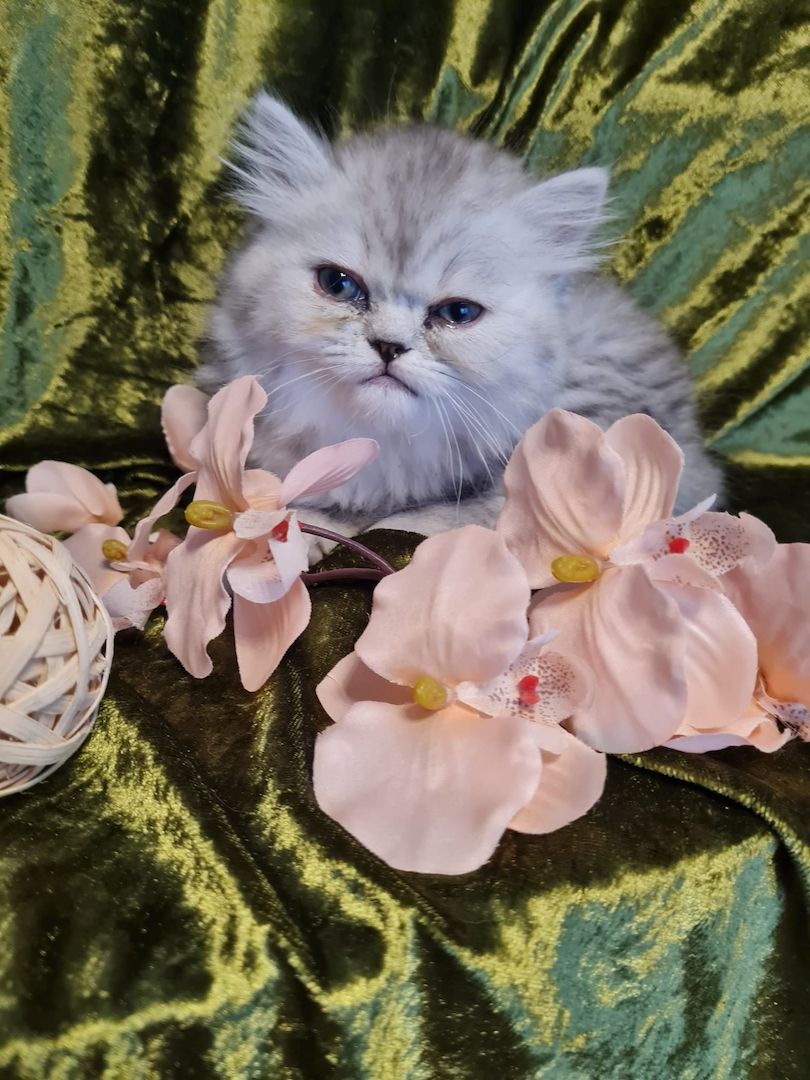 Perserkitten Katze Kitten Kater