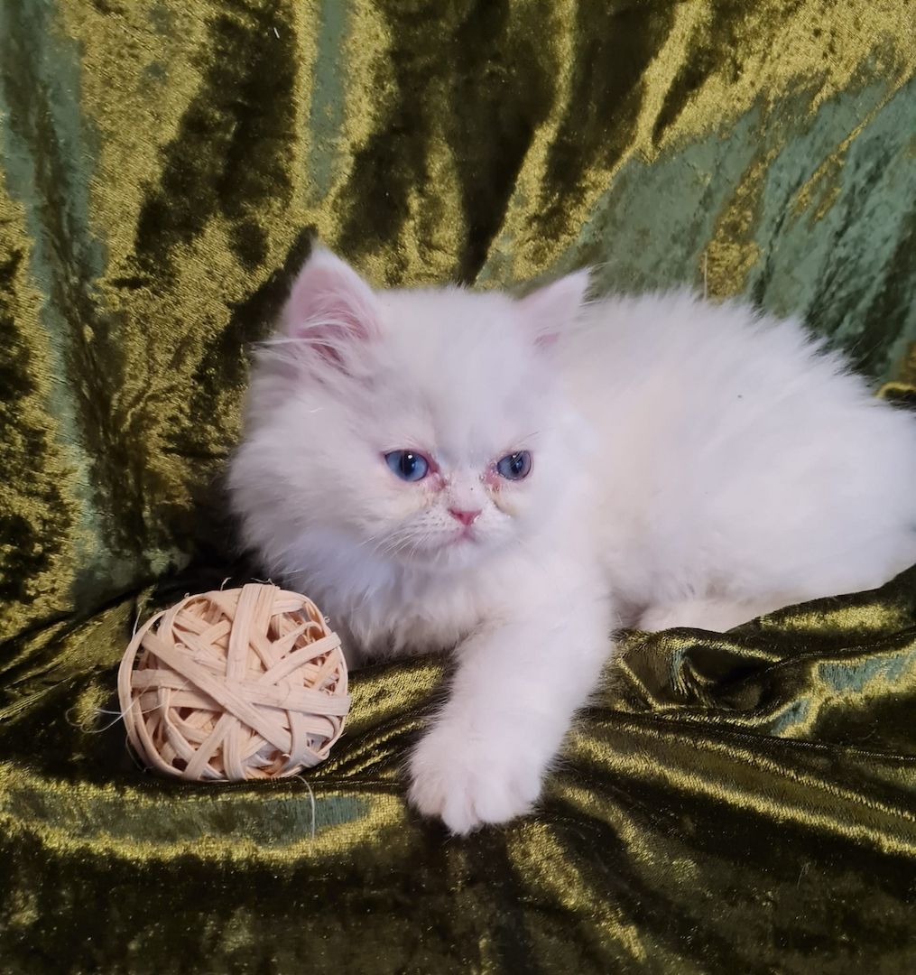 Perserkitten Katze Kitten Kater