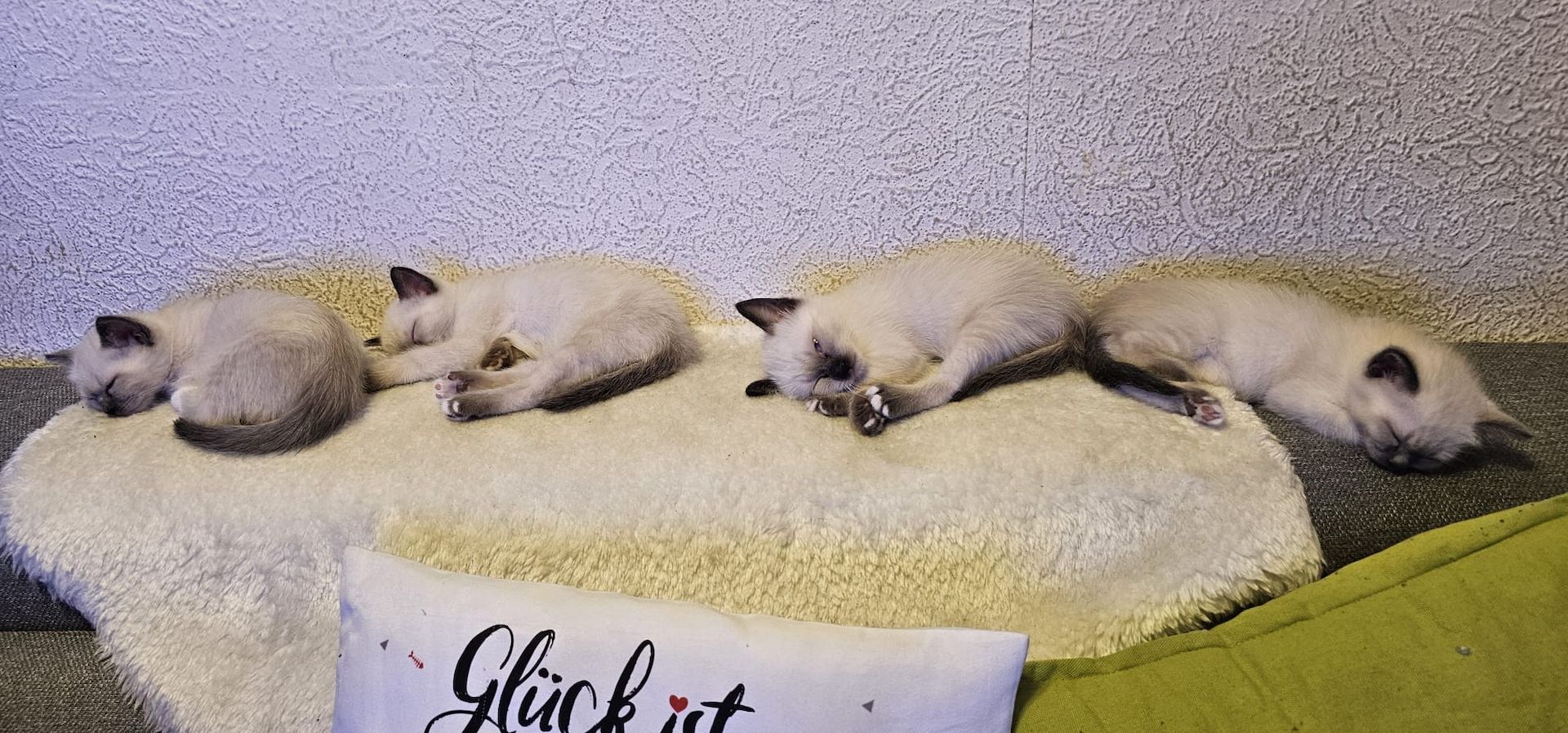 Katzenbaby Kitten Kater Katze