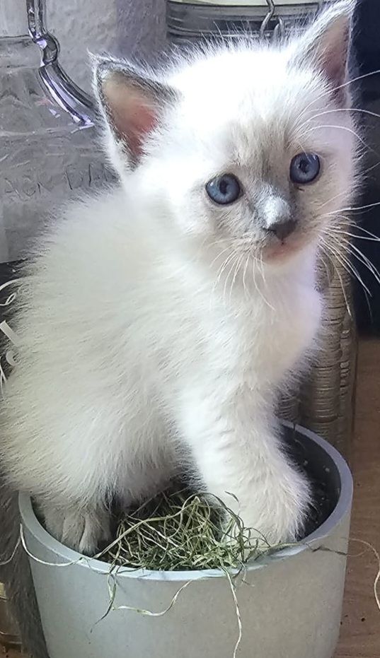 Katzenbaby Kitten Kater Katze