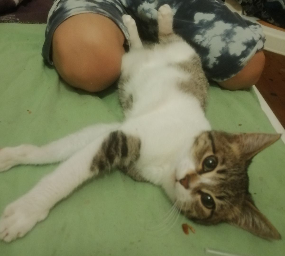 CHUCKY Kätzchen Räuberbraut