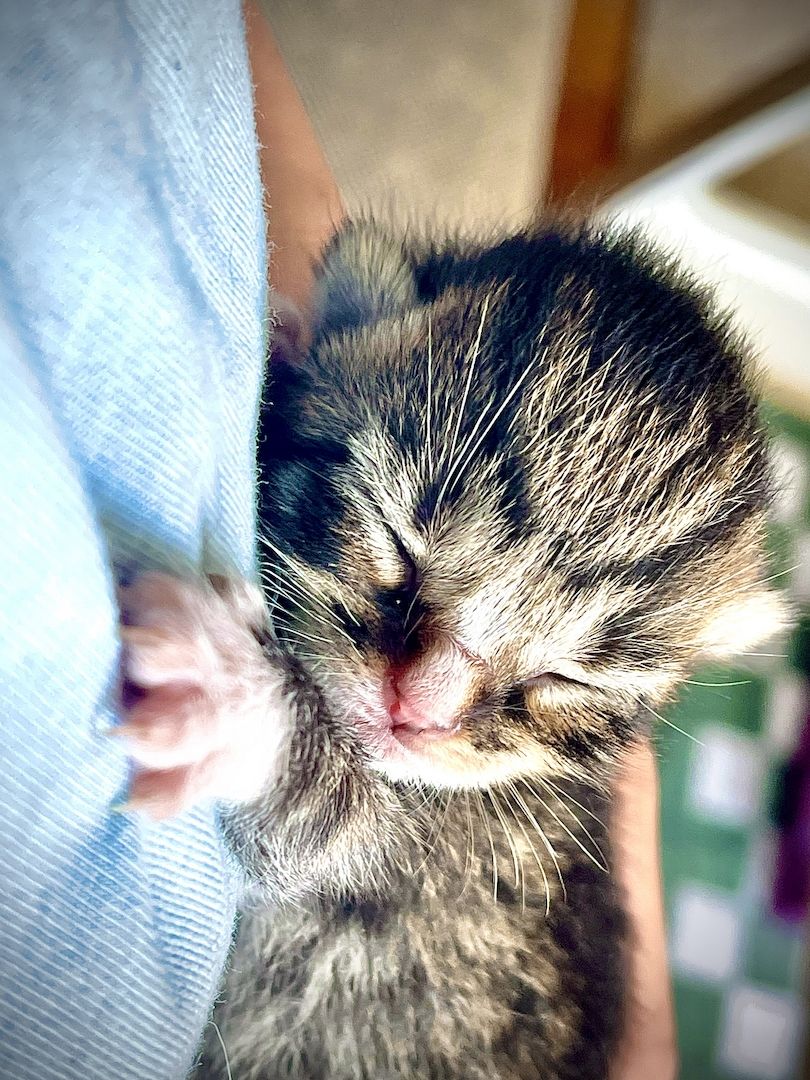 5 Katzenbabys suchen Zuhause