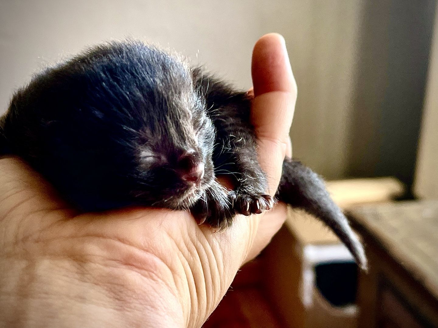 5 Katzenbabys suchen Zuhause